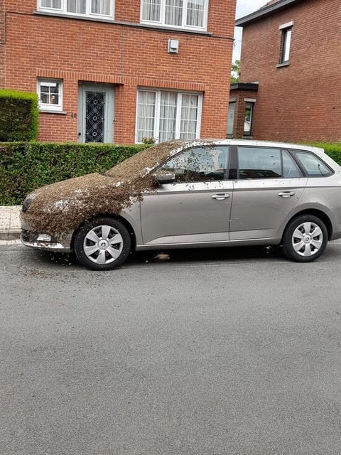 Beelden van de wagen met de zwerm bijen op werden gretig gedeeld op sociale media.