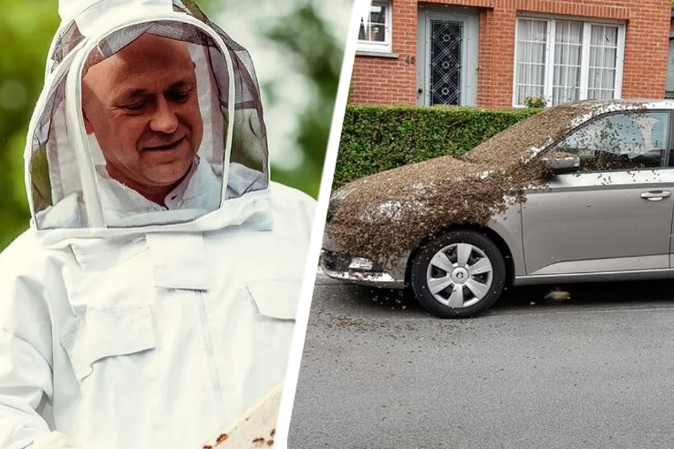 Imker Ronny De Vylder kwam ter plaatse voor de zwerm bijen op een wagen in Gentbrugge: “Minstens 20.000”.