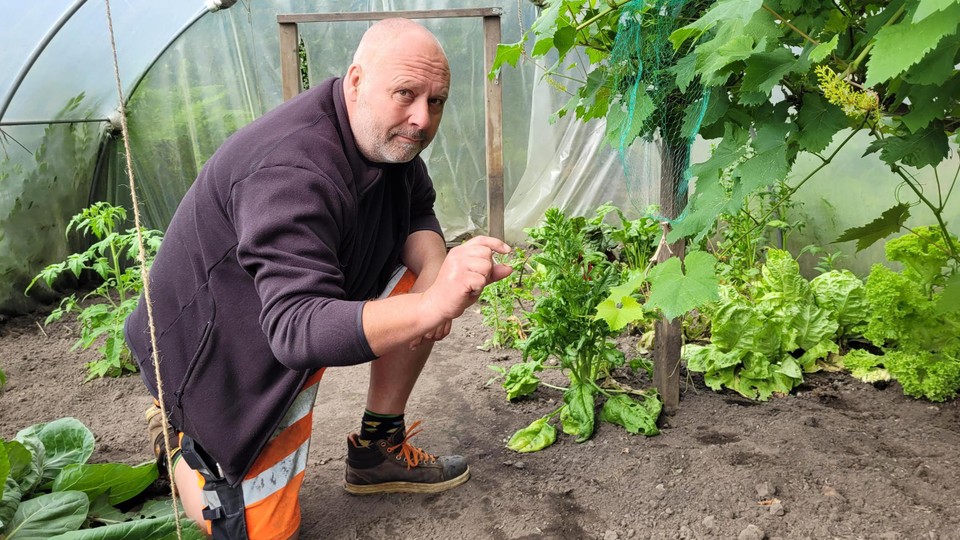 In de serre van de schooltuin, onder de druivelaar, heeft Geert Van Gestel de gouden trouwring gevonden.