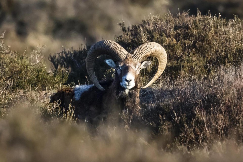 Een mouflonram heeft ronduit indrukwekkende hoorns.