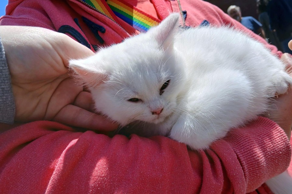 De witte kitten kan nu rekenen op de goede zorgen door de vrijwilligers van Missie Miauw.