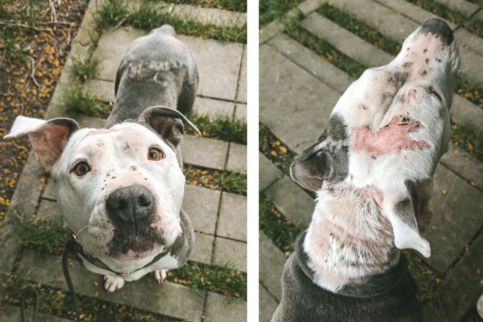 Belle werd vastgebonden en achtergelaten door een baasje dat al eerder een hond heeft achtergelaten.