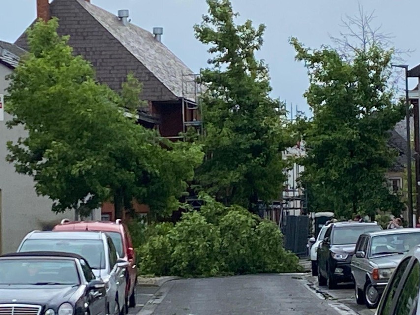 Steenweg op Heindonk in Heffen: tientallen bomen ontworteld.