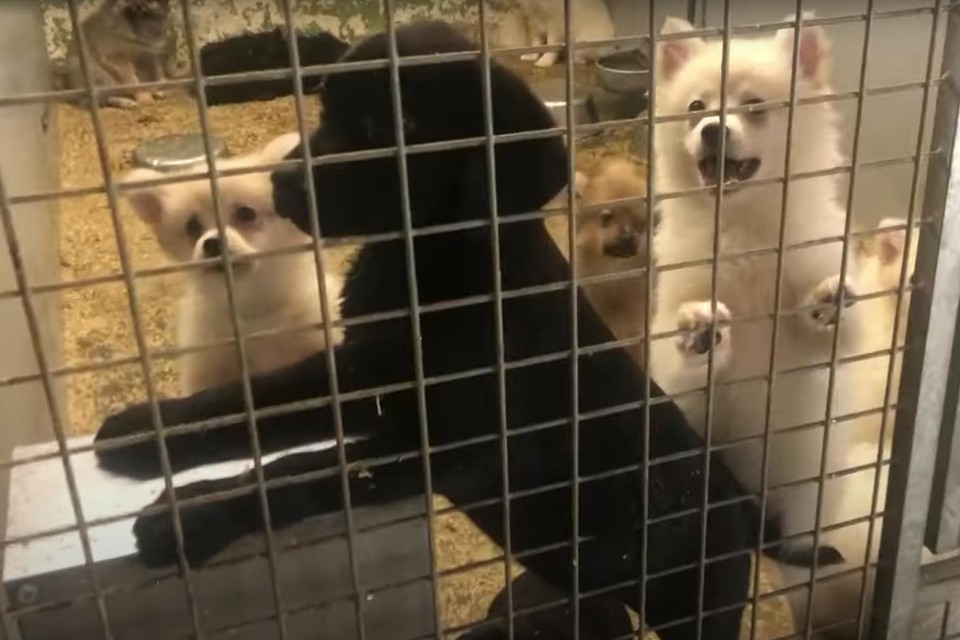 De dieren zaten bij ‘Kwispel Enzo’ opeengepropt in veel te kleine hokken.