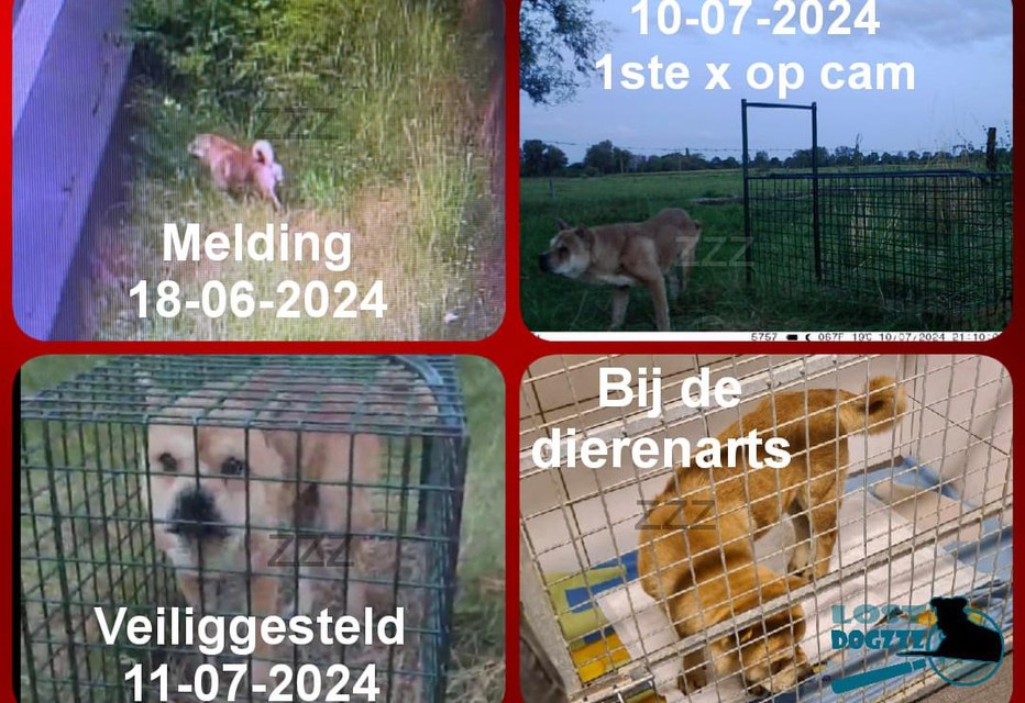 Het gaat om een soort akita inu met platte snoet die uit het buitenland afkomstig is, met foutief geregistreerde chip.