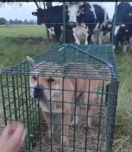 De koeien staan geïnteresseerd te kijken hoe de hond is gevangen.