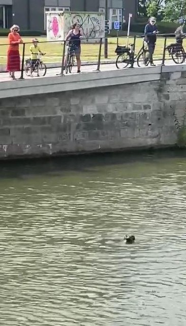 Een zeehond duikt zondag in Gent op.