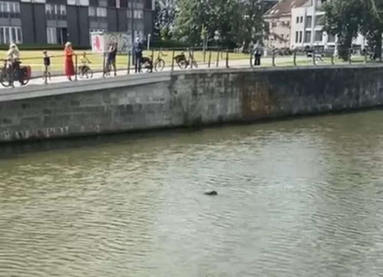 Een zeehond duikt zondag in Gent op.