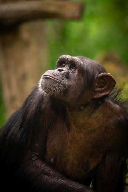 Na twee jaar zonder anticonceptie is chimpansee Marit zwanger. Ook Mia mag mama worden, maar voorlopig blijft haar zwangerschapstest negatief.