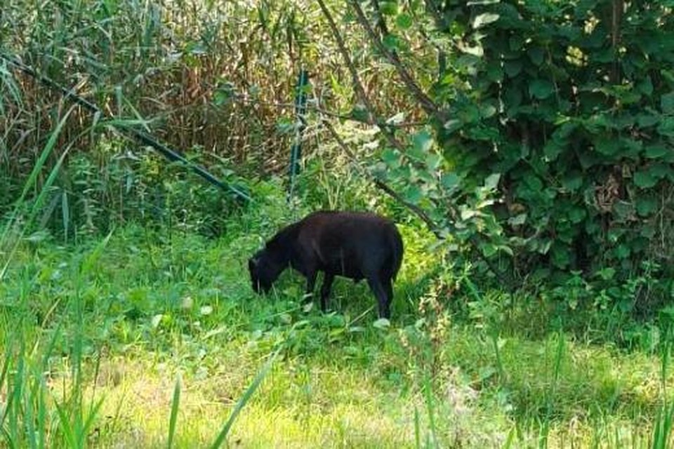 Het kleine zwarte schaap dat al een maand in Ezaart rondzwerft, gekiekt toen het voor een keer niet als een schicht weg schoot.