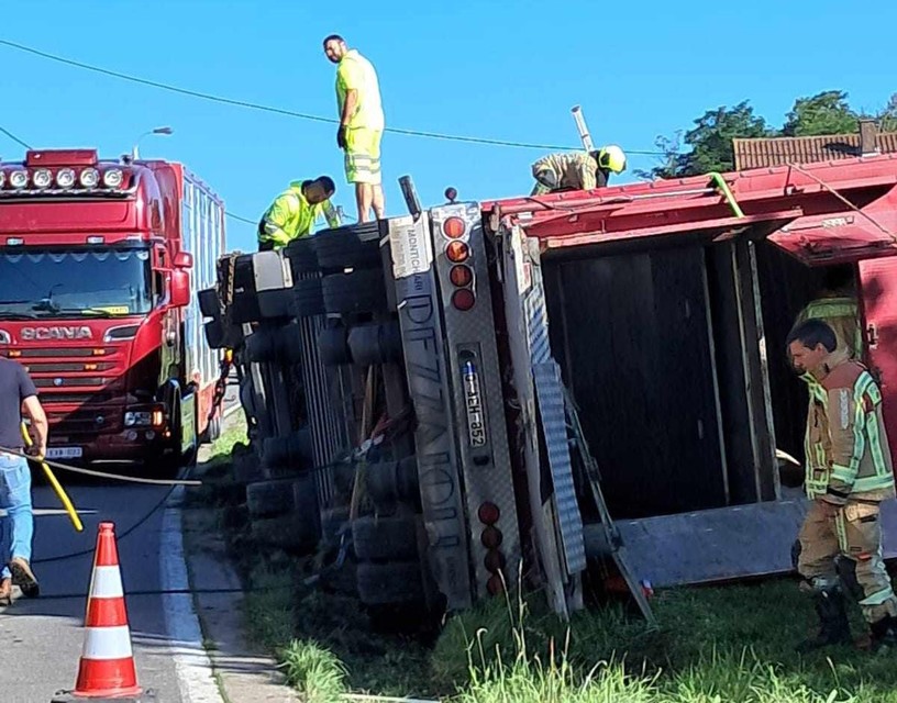 De vrachtwagen kantelde met de runderen aan boord.