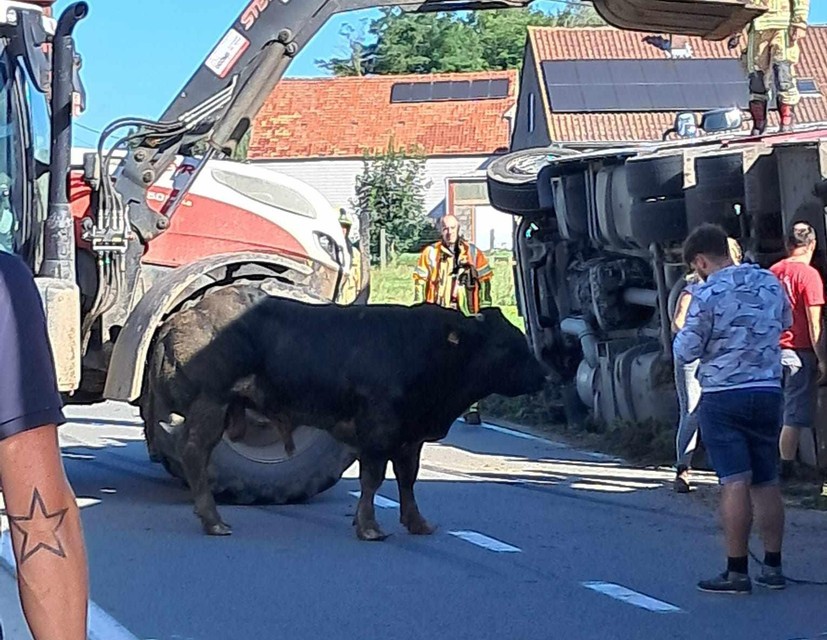 Alle koeien werden een voor een uit de vrachtwagen gehaald. Vier van hen overleefden de klap niet.