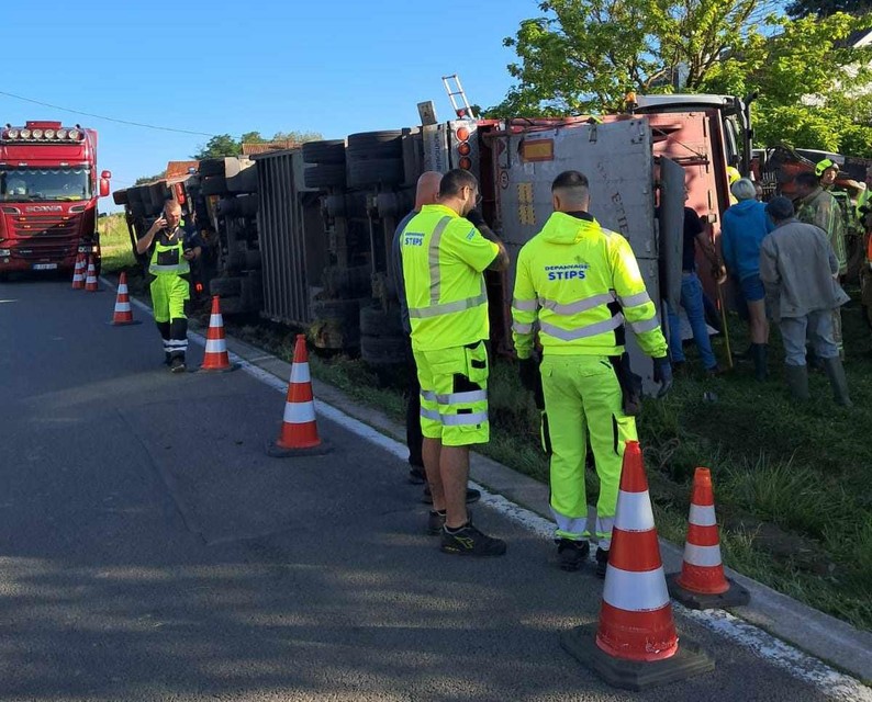 De vrachtwagen kantelde met de runderen aan boord.