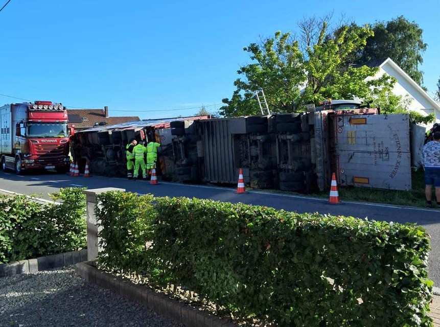 De vrachtwagen kantelde met de runderen aan boord.