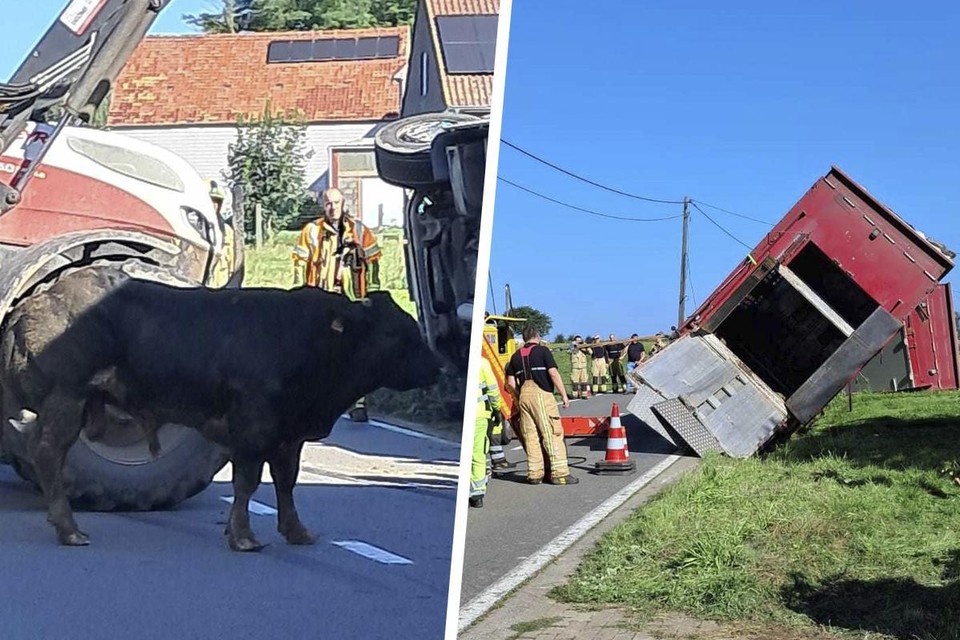 Een vrachtwagen met 38 runderen aan boord kantelde. Vier dieren overleefden de klap niet.