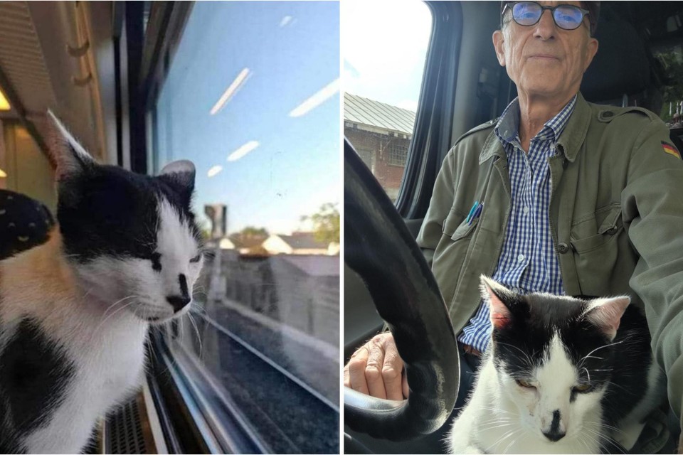 Hermes gaat graag op stap. Drie weken geleden werd hij gespot op de trein naar Eeklo. “We zijn hem op het perron gaan opwachten”, vertelt baasje Lucas De Smedt.