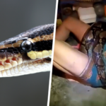 Thaise vrouw gered nadat ze bijna twee uur lang met python vecht.