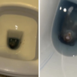 Vrouw vindt rat in toilet, nadat ze iets voelt duwen tegen haar bil.