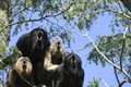 Belgische toerist volgt een aap die hij wil fotograferen en raakt urenlang verdwaald in Mexicaanse jungle.