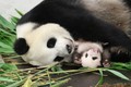 Drie reuzenpanda’s uit Pairi Daiza moeten binnenkort terug naar China, maar je kan ze nog heel even bewonderen.