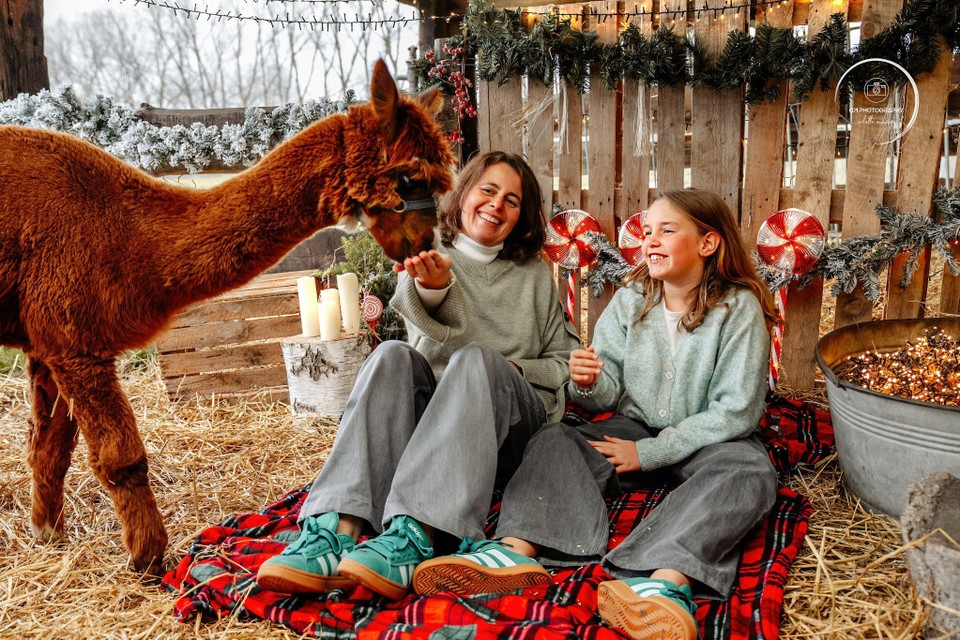 Op de boerderij van Hilde Colman in Lokeren kan je terecht voor je kerstfoto’s… met een alpaca erop.