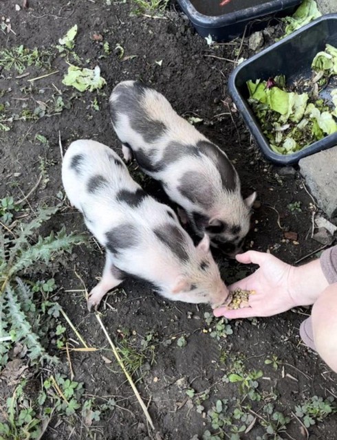 Filou en Zorro genieten van hun nieuwe thuis.