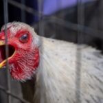 VS trekken 300 miljoen dollar uit in strijd tegen vogelgriep.