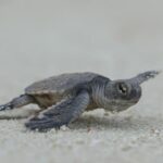 Wetenschappers ontdekken waar jonge zeeschildpadden hun “verloren jaren” doorbrengen.