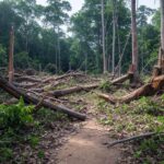 Amazone gekapt voor COP30: snelweg sloopt regenwoud voor klimaattop.