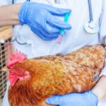 Landbouwministerie blundert rond vaccinatiepilot tegen vogelgriep.