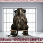 Oversterfte in Nederland: bizar en weggemoffeld!!.